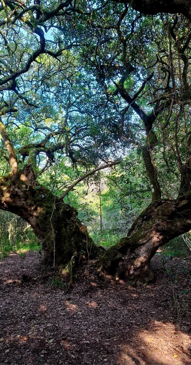 A leafy forest path beneath arching trees, supplied by Belinda